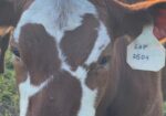 4 yearling heifers
