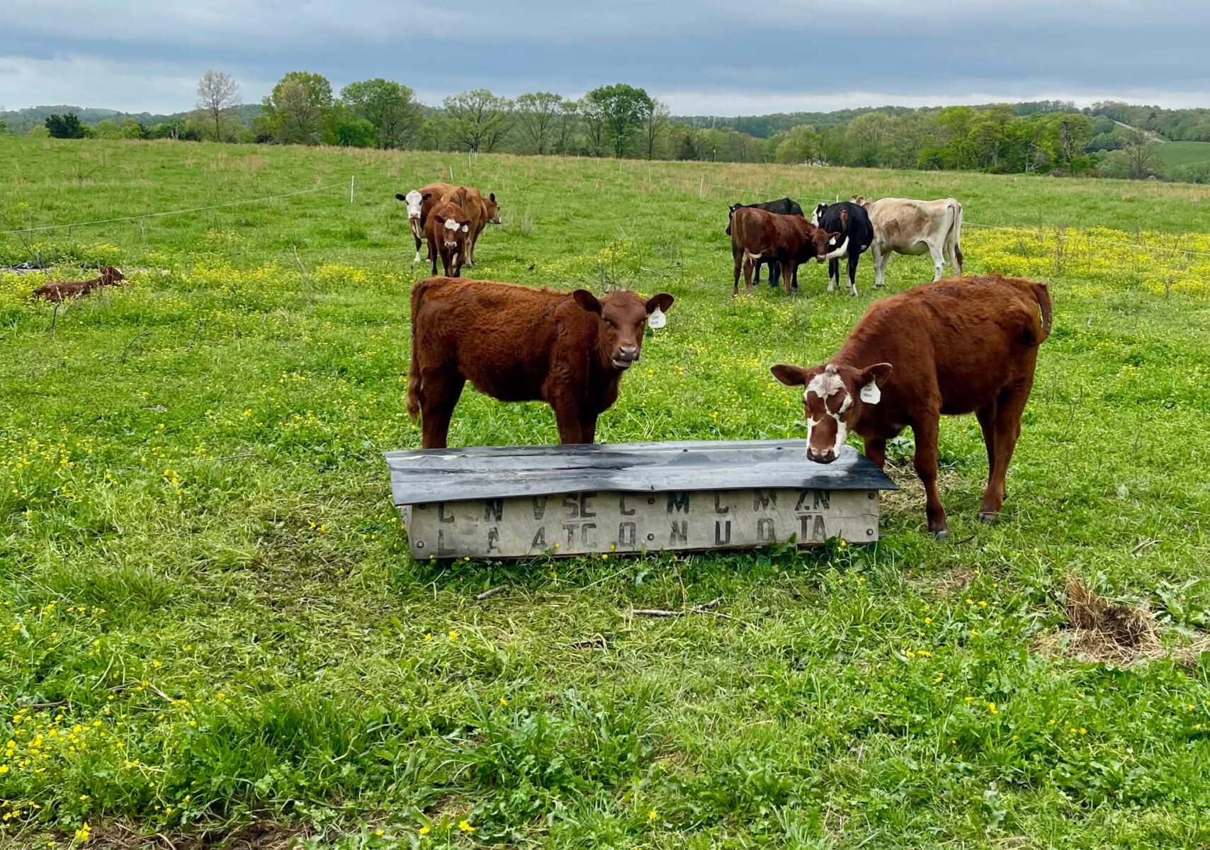 4 yearling heifers