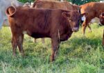 4 yearling heifers