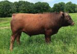 South Poll Bull, 90.625 %