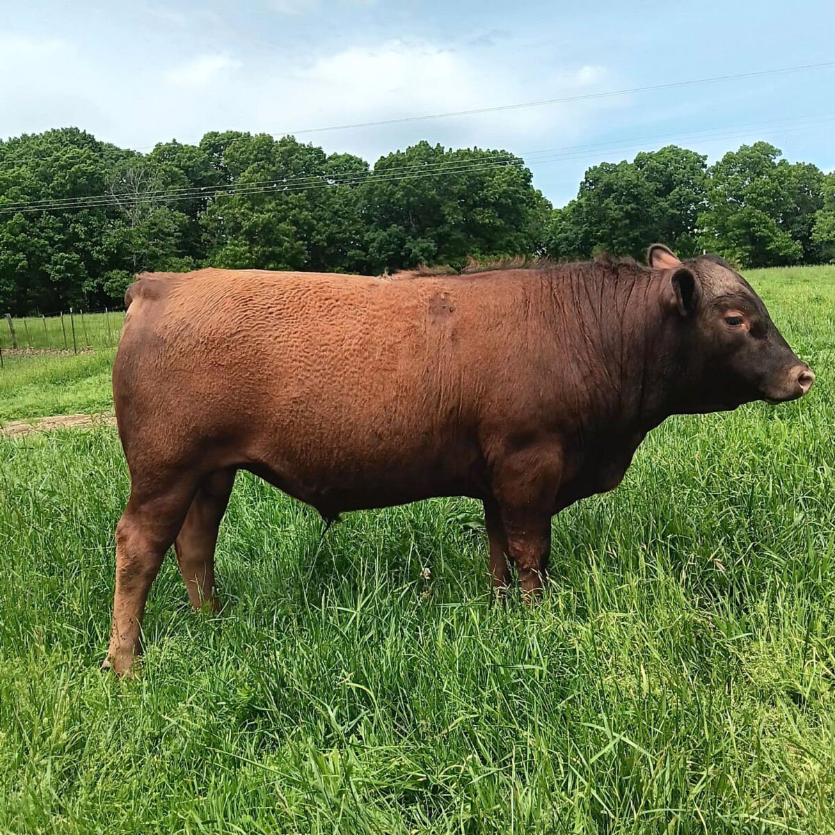 South Poll Bull, 90.625 %