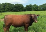 South Poll Bull, 90.625 %