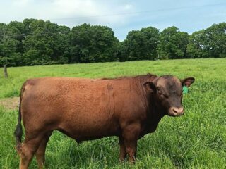 bull2
