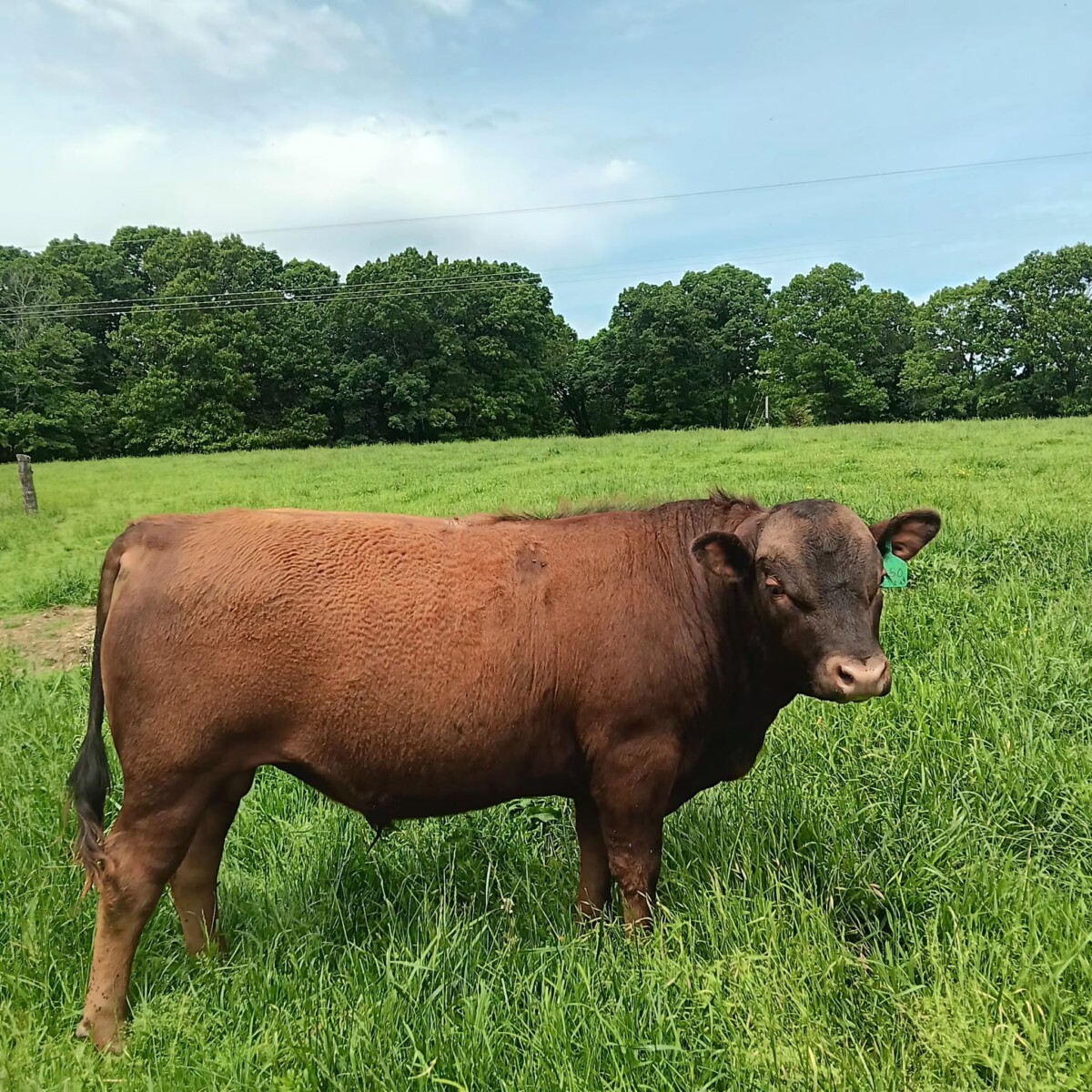 South Poll Bull, 90.625 %