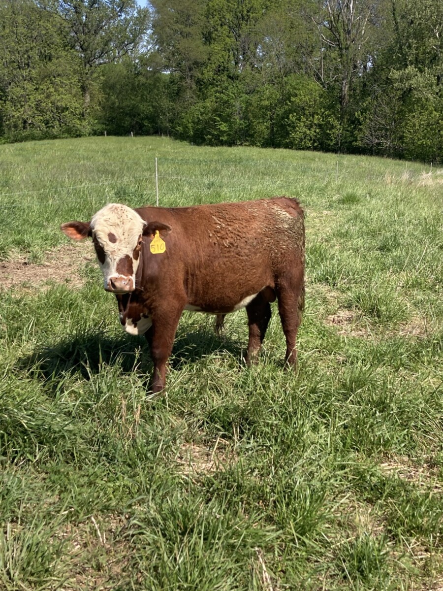 Commercial SP Yearling Bull