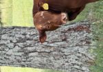 Registered Purebred with Genetic Scores