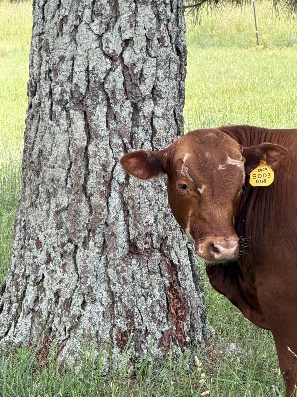 Registered Purebred with Genetic Scores