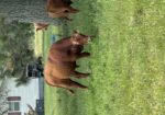 Registered Purebred with Genetic Scores