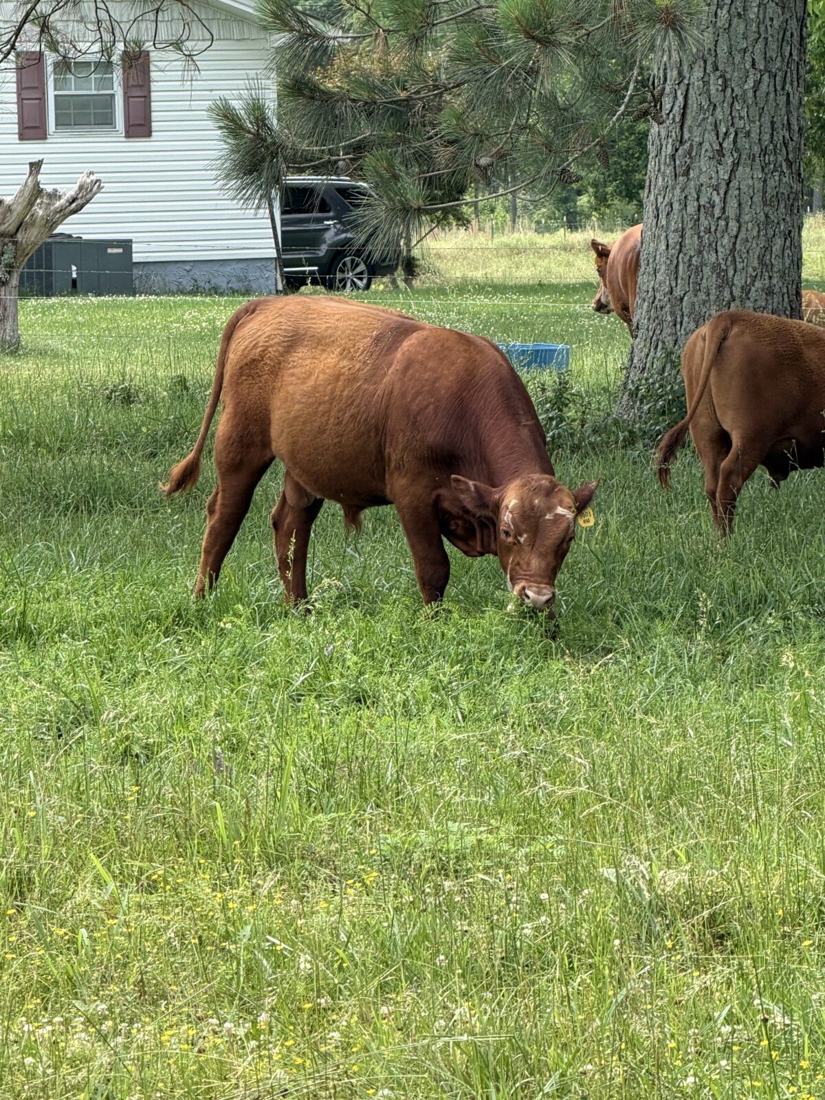 Registered Purebred with Genetic Scores