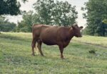 4 year old proven 50% Registered South Poll Cows for sale with bull calves