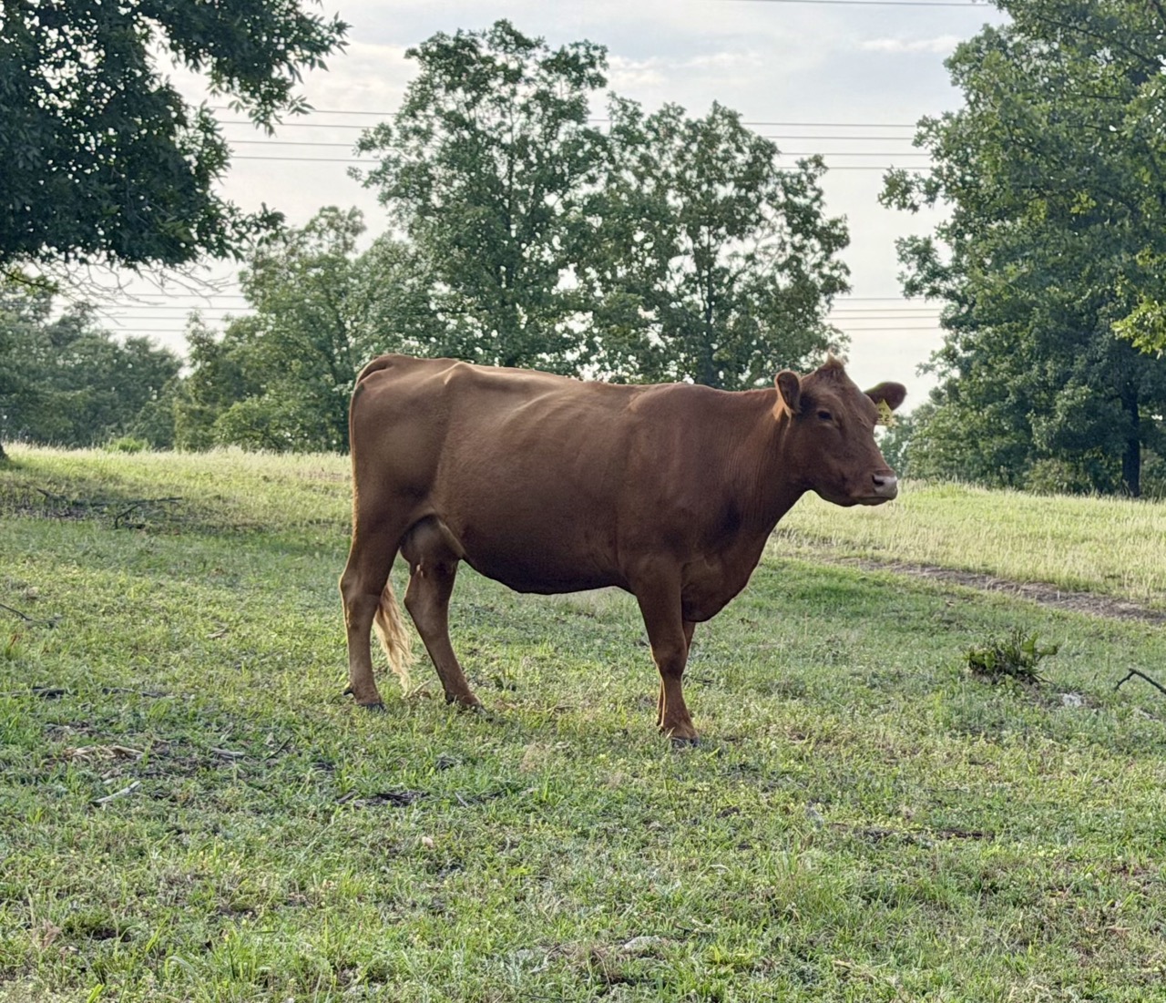 4 year old proven 50% Registered South Poll Cows for sale with bull calves