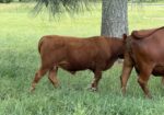 Registered Purebred with Genetic Scores