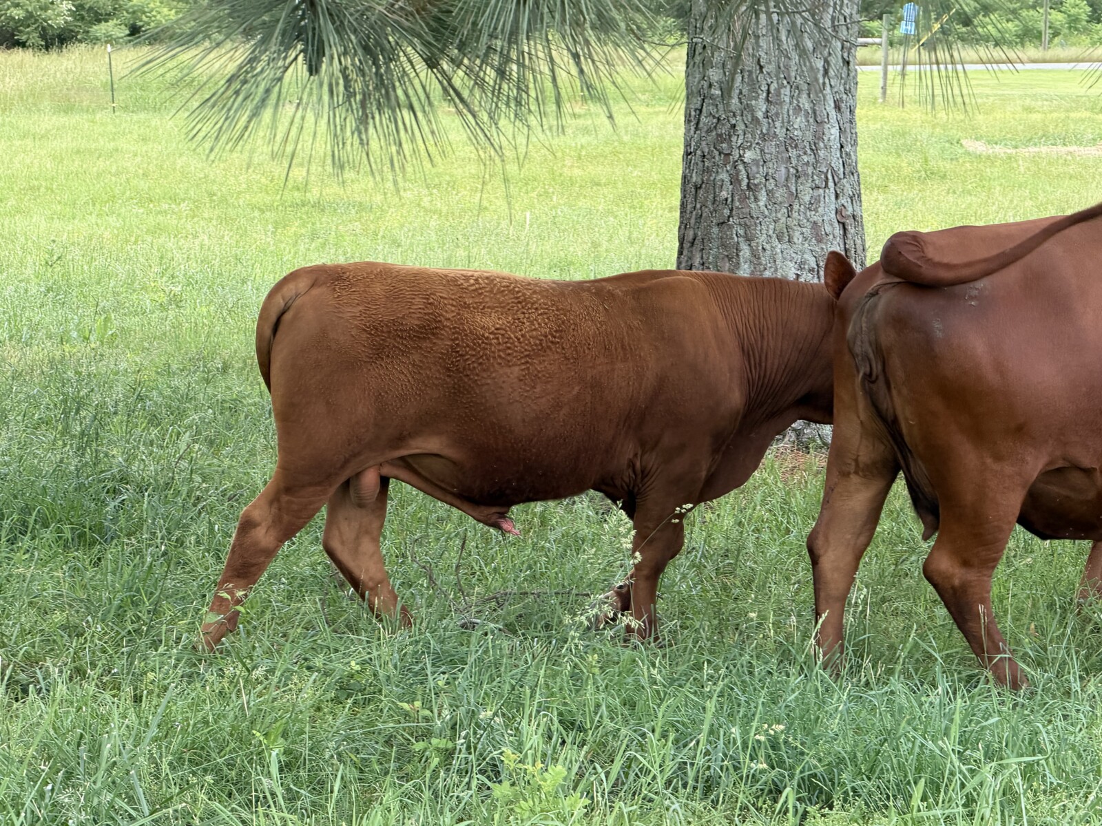Registered Purebred with Genetic Scores