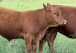 Registered Purebred with Genetic Scores
