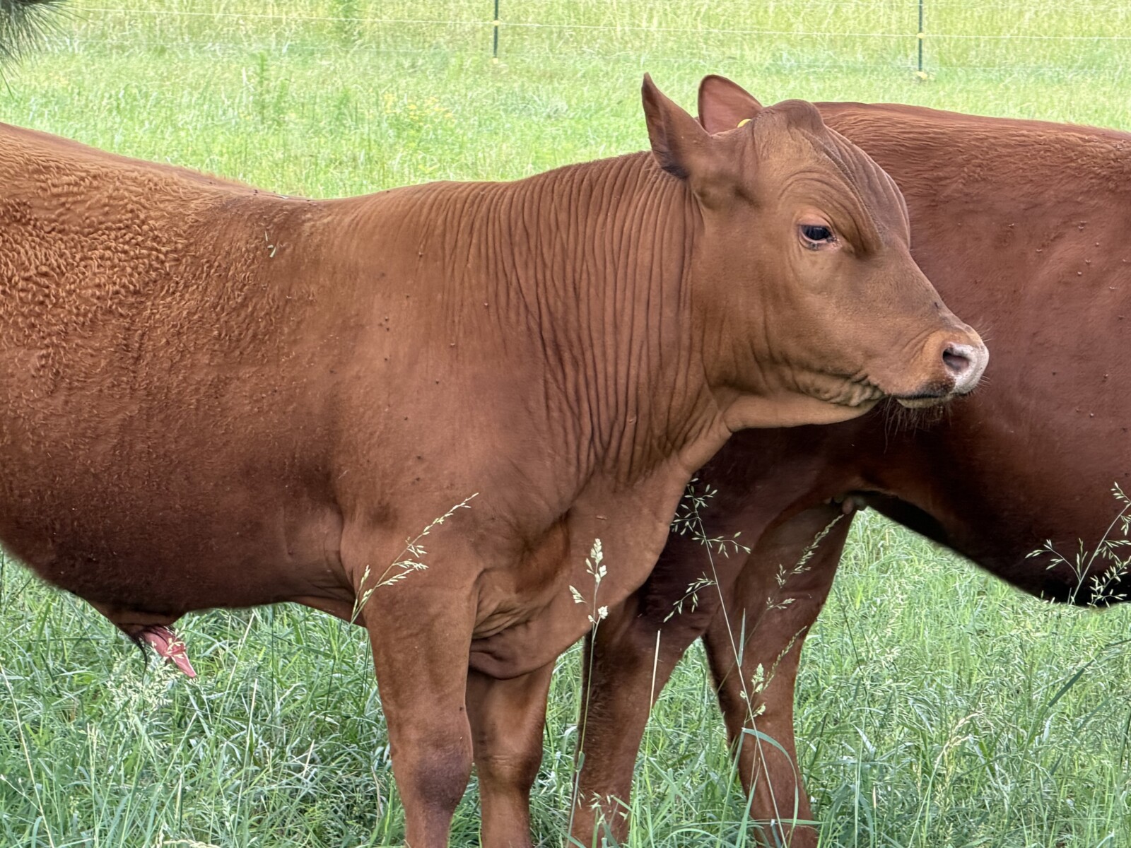 Registered Purebred with Genetic Scores