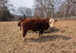 3 yr old purebred bull