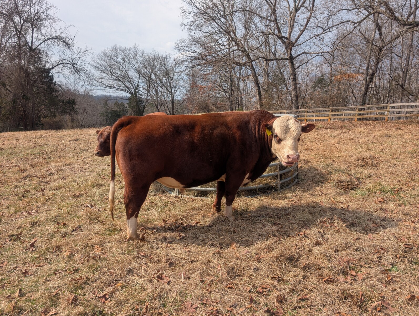 3 yr old purebred bull