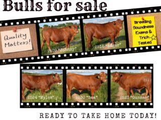 2026-0-63-Bulls-Film-Photo-Collage