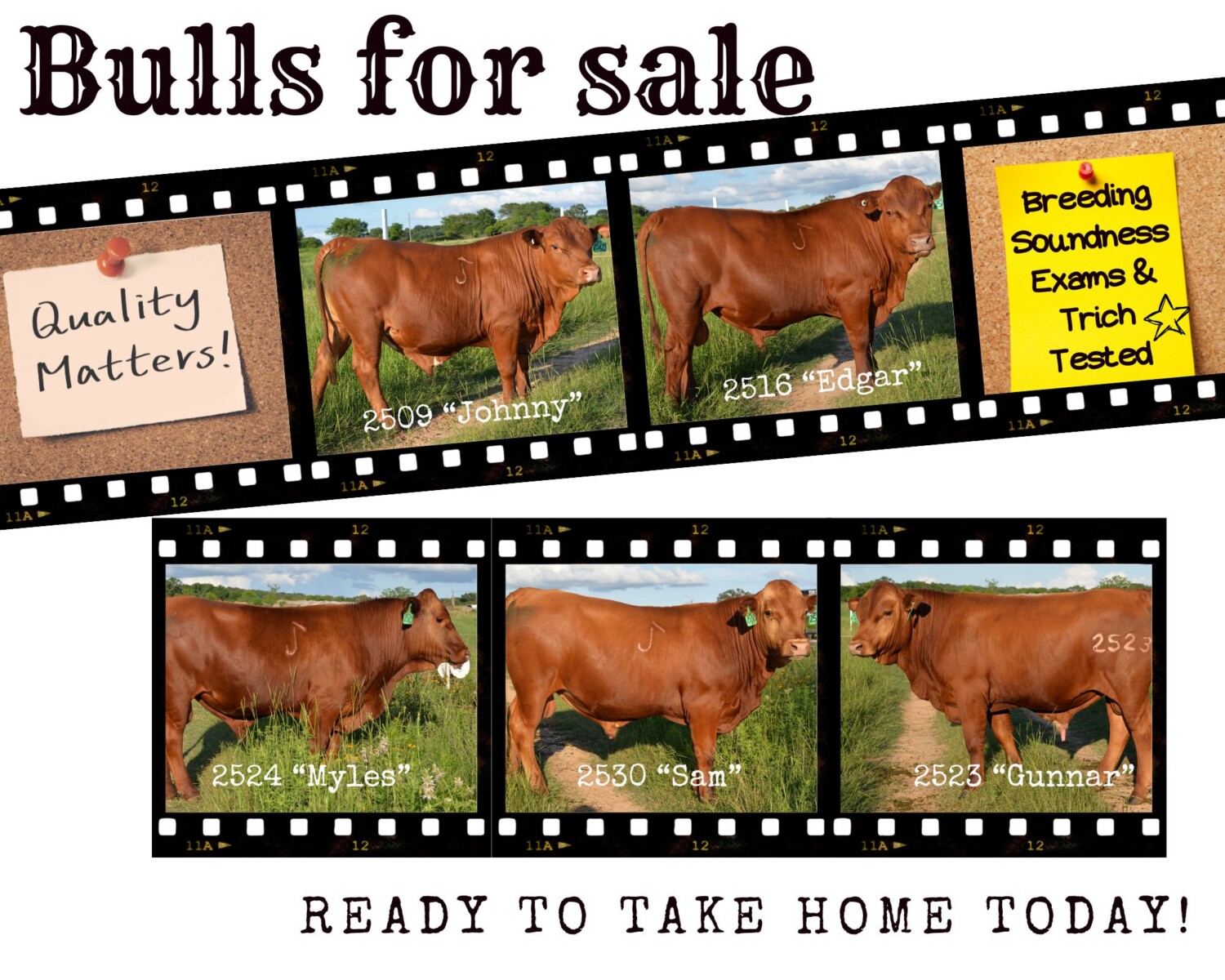 Fullblood Bulls – 16 Months Old – Texas
