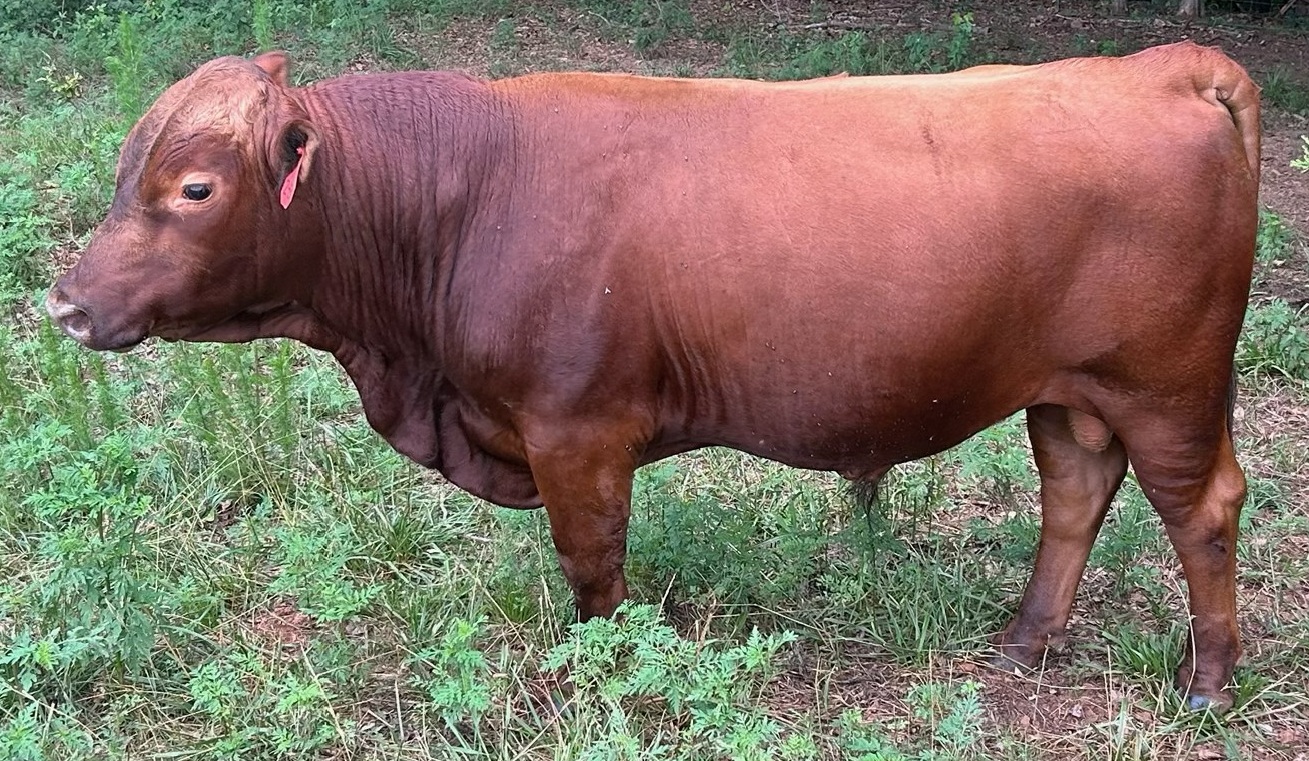FullBlood South Poll Bull For Sale