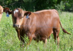 Registered Purebred Yearling Bull 501 – Pennsylvania
