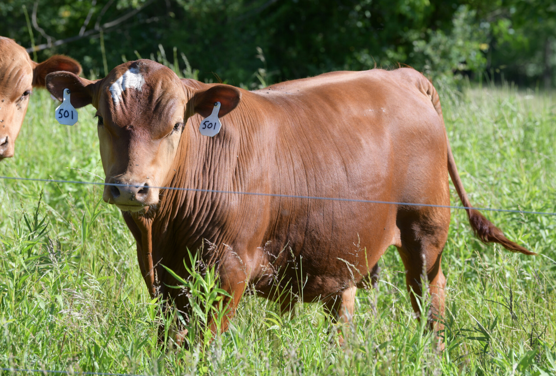 Registered Purebred Yearling Bull 501 – Pennsylvania