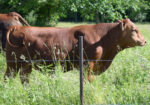 Registered Purebred Yearling Bull 501 – Pennsylvania