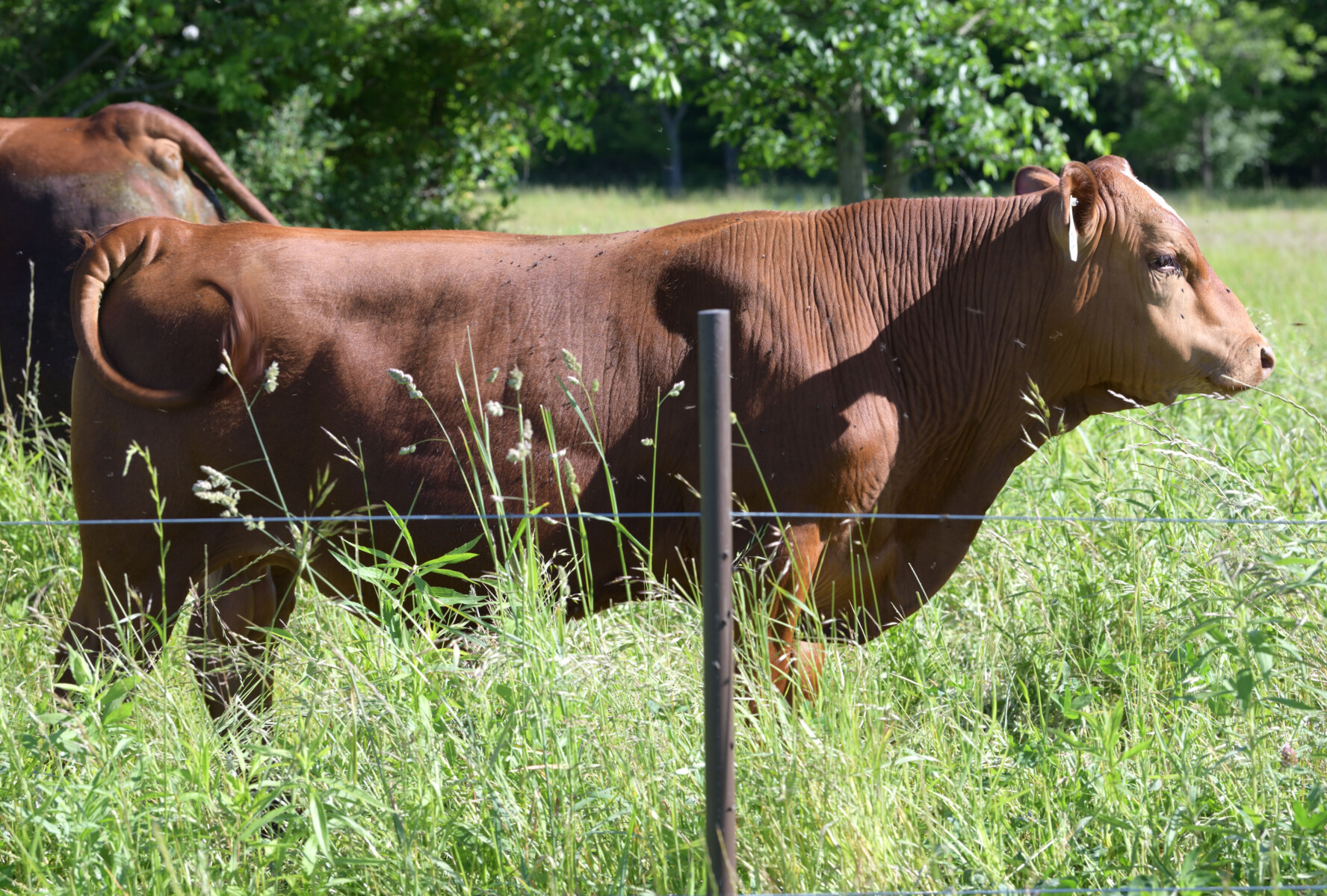 Registered Purebred Yearling Bull 501 – Pennsylvania