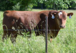 Registered Purebred Yearling Bull 501 – Pennsylvania