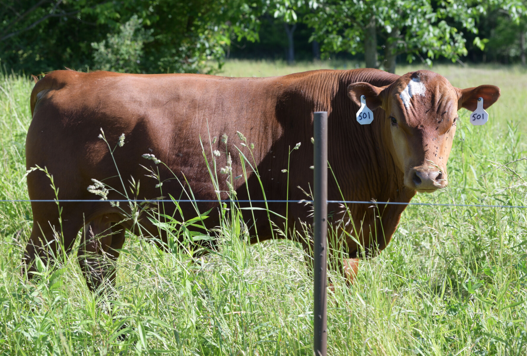 Registered Purebred Yearling Bull 501 – Pennsylvania