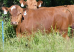 Registered Purebred Yearling Bull 501 – Pennsylvania
