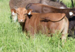Registered Purebred Yearling Bull 509 – Pennsylvania