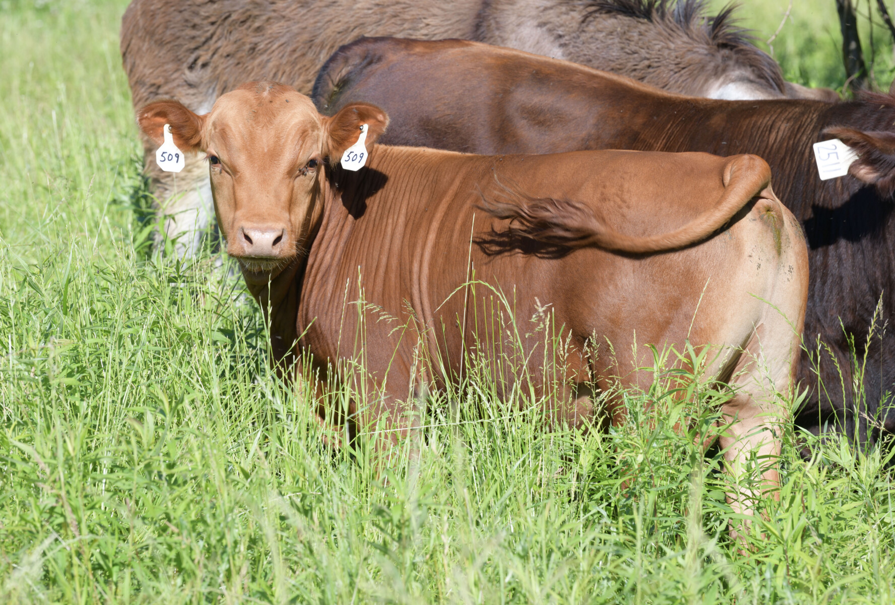 Registered Purebred Yearling Bull 509 – Pennsylvania