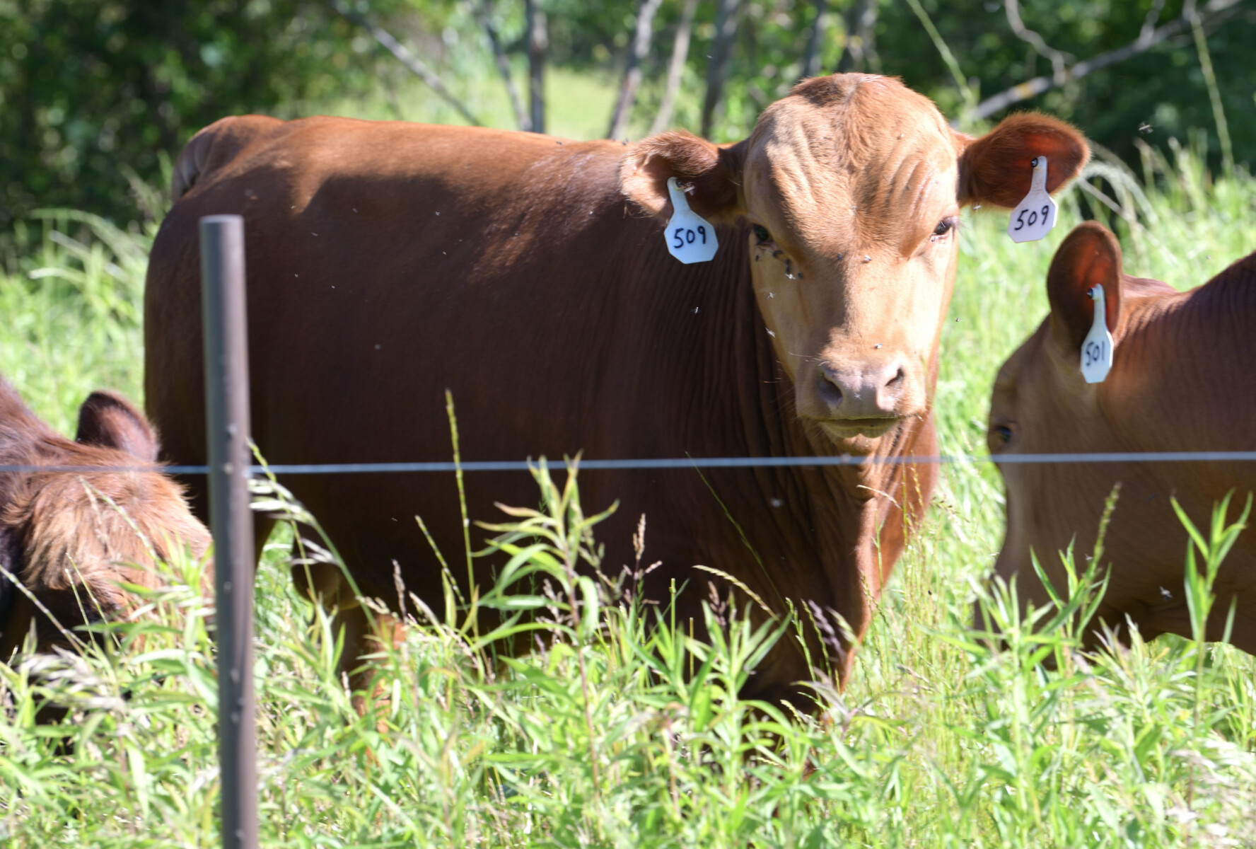 Registered Purebred Yearling Bull 509 – Pennsylvania