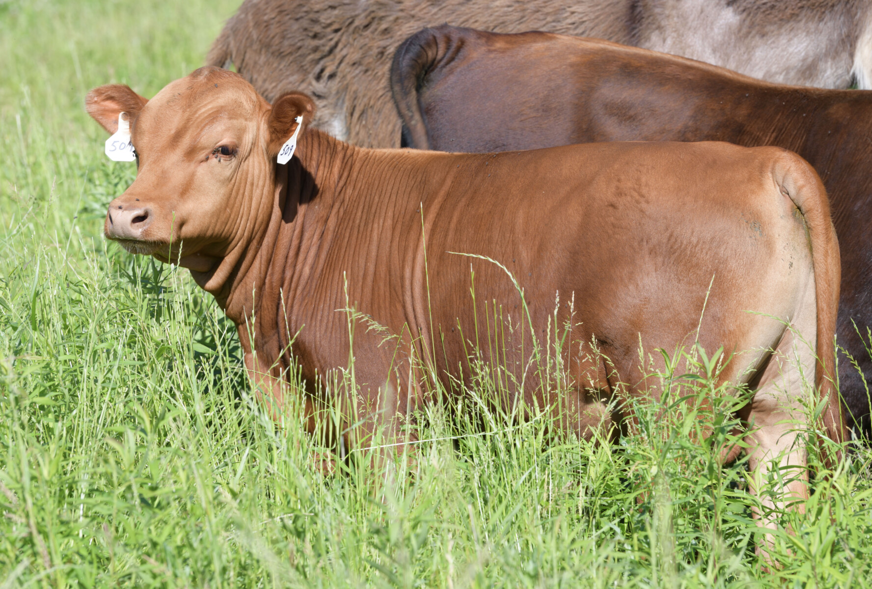 Registered Purebred Yearling Bull 509 – Pennsylvania