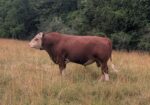 3 yr old purebred bull