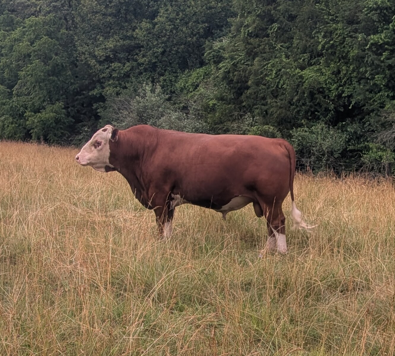 3 yr old purebred bull
