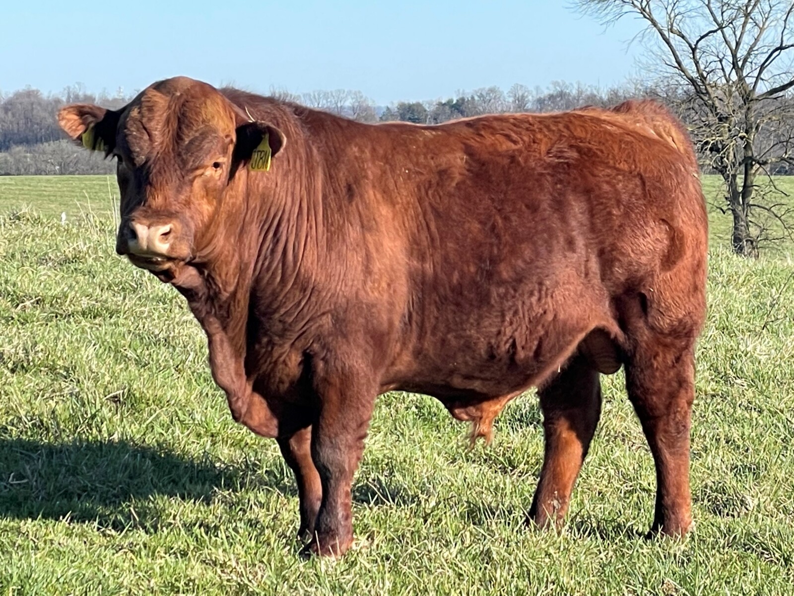 Registered Purebred Yearling Bull 501 – Pennsylvania