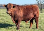 Registered Purebred Yearling Bull 509 – Pennsylvania