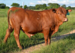 Fullblood Bulls – 16 Months Old – Texas