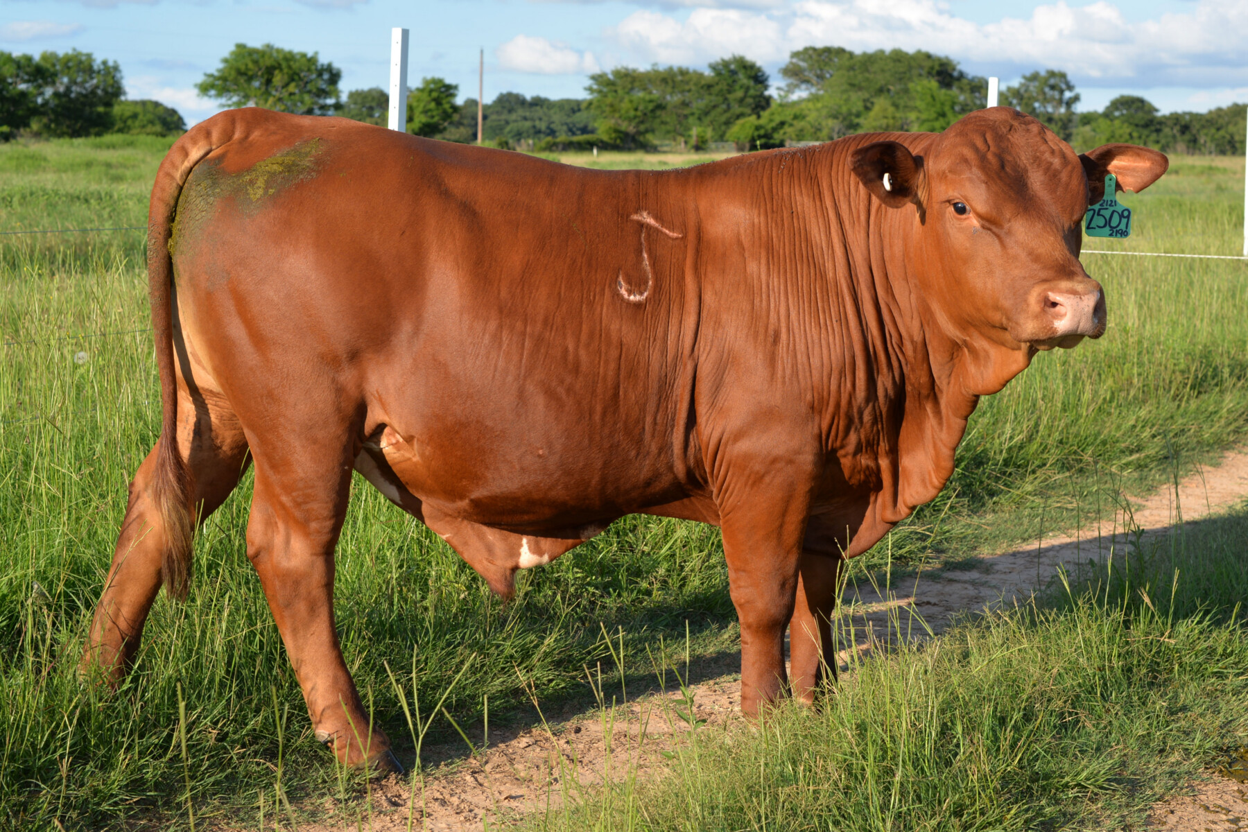 Fullblood Bulls – 16 Months Old – Texas