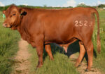 Fullblood Bulls – 16 Months Old – Texas