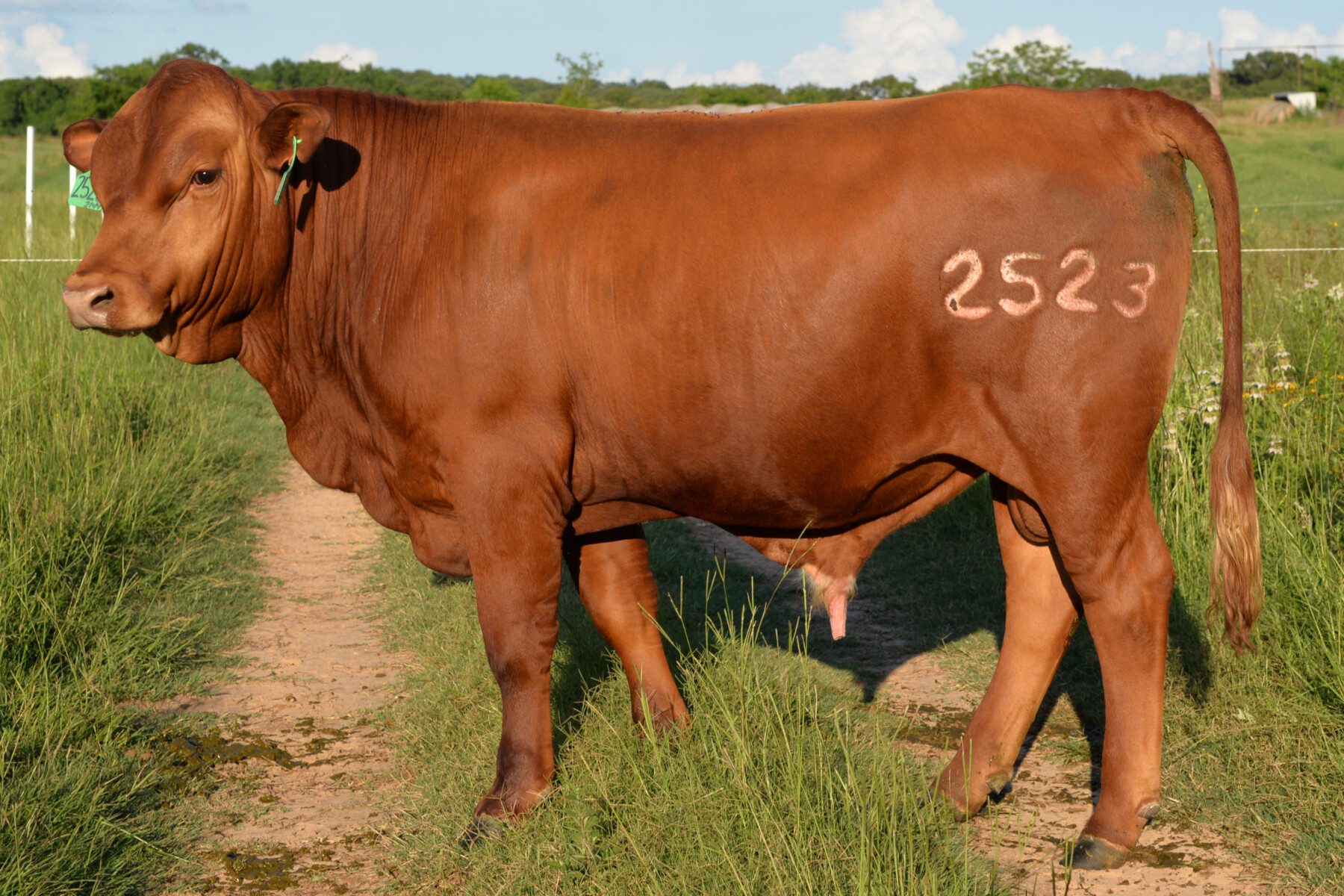 Fullblood Bulls – 16 Months Old – Texas