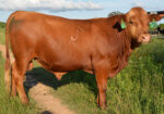 Fullblood Bulls – 16 Months Old – Texas