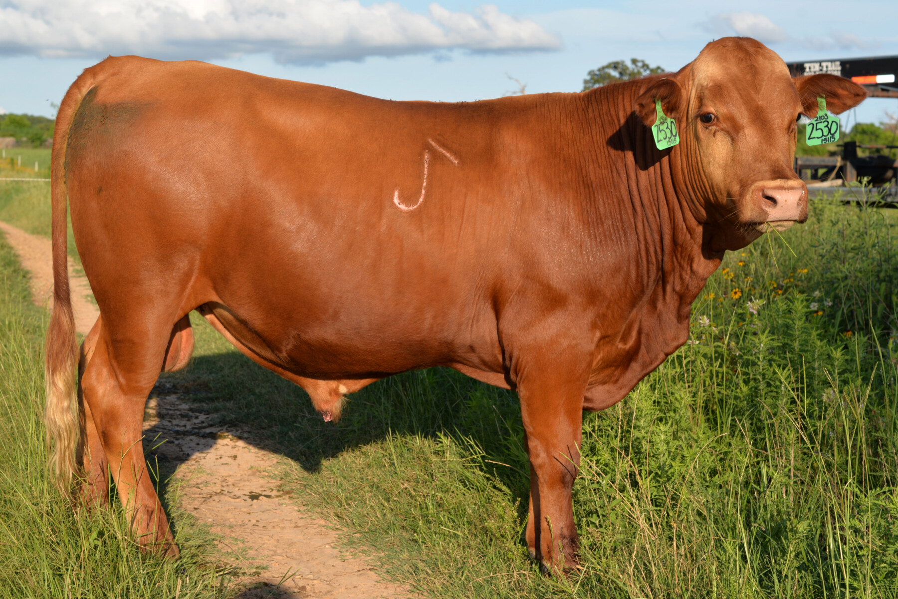 Fullblood Bulls – 16 Months Old – Texas