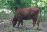 South Poll Jersey cross heifer, 6 months old