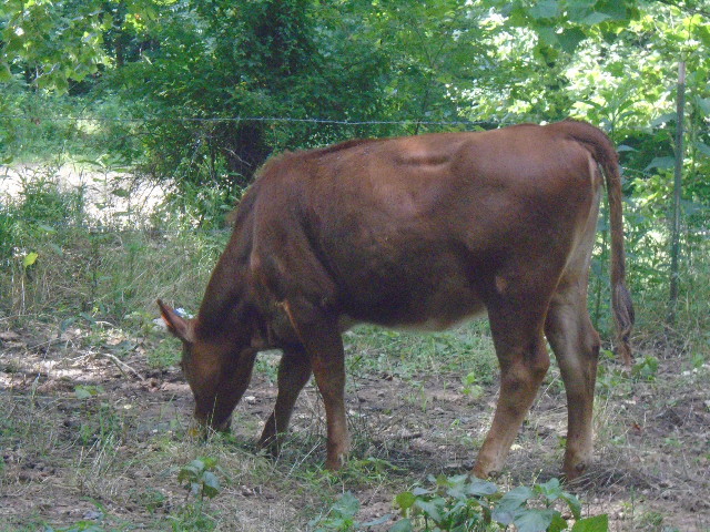 South Poll Jersey cross heifer, 6 months old