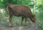 South Poll Jersey cross heifer, 6 months old