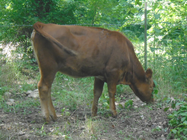South Poll Jersey cross heifer, 6 months old