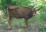 South Poll Jersey cross heifer, 6 months old